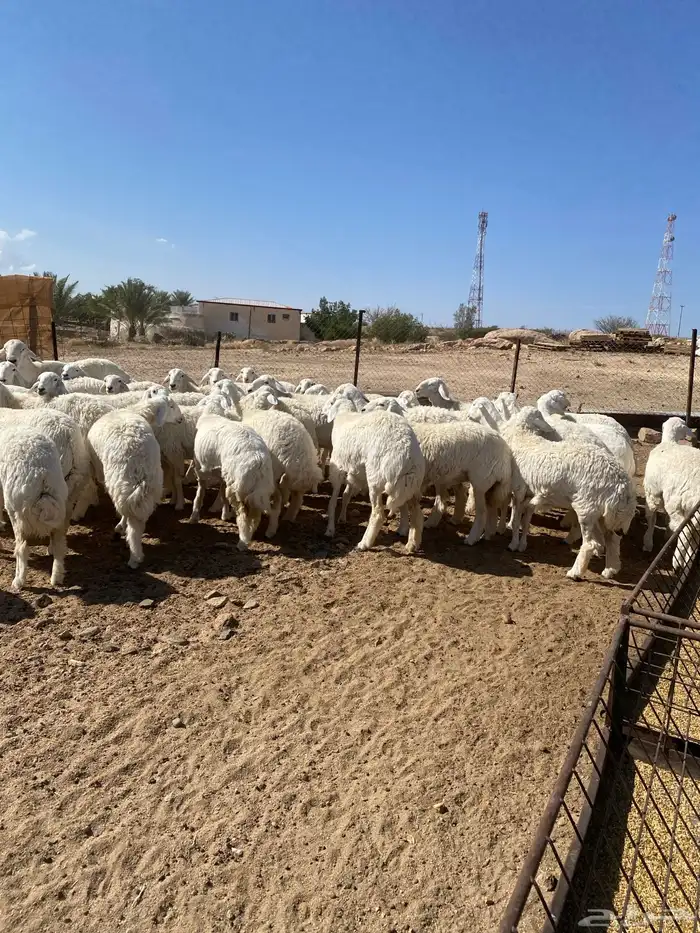 ( رخال جذعات دفيع مشروطة ) 0