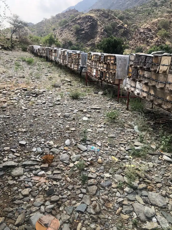 نحل للبيع عدد 400خليه محايلي ومدور الموقع قنا السعر 150 الخل 0