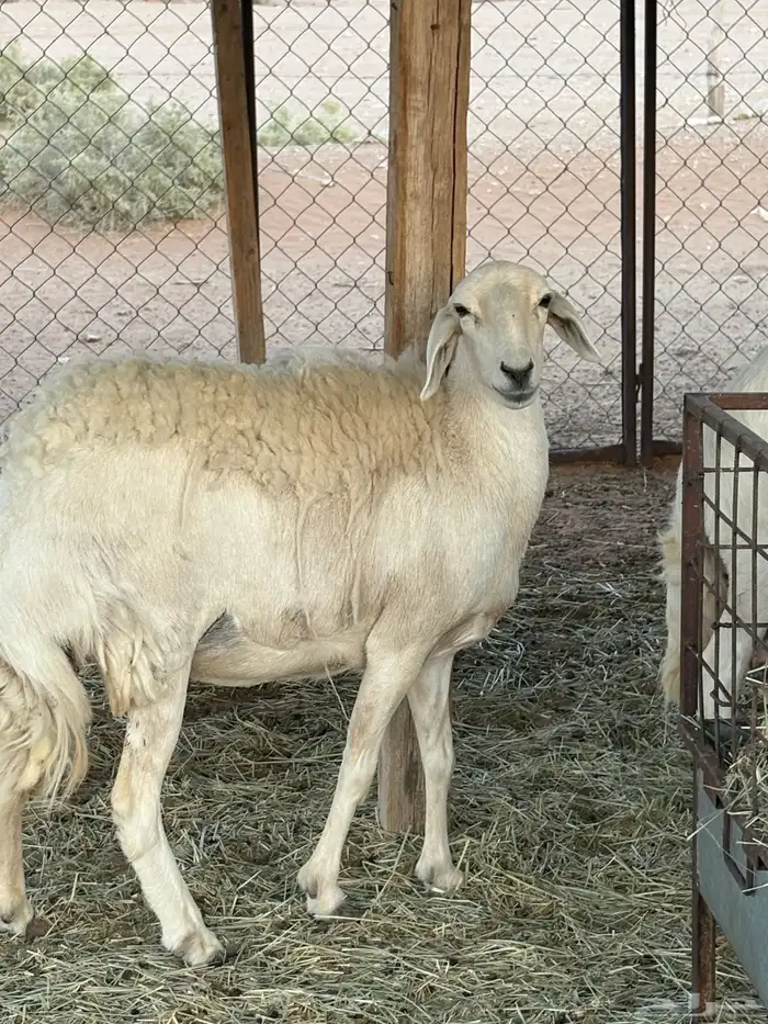 شاه حريه ثنيه دافع شهرين ونص فحص سونار شرط ديد سليم 2