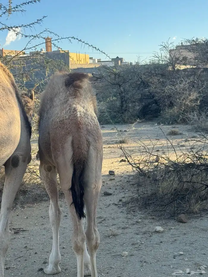 حاشى للبيع 3