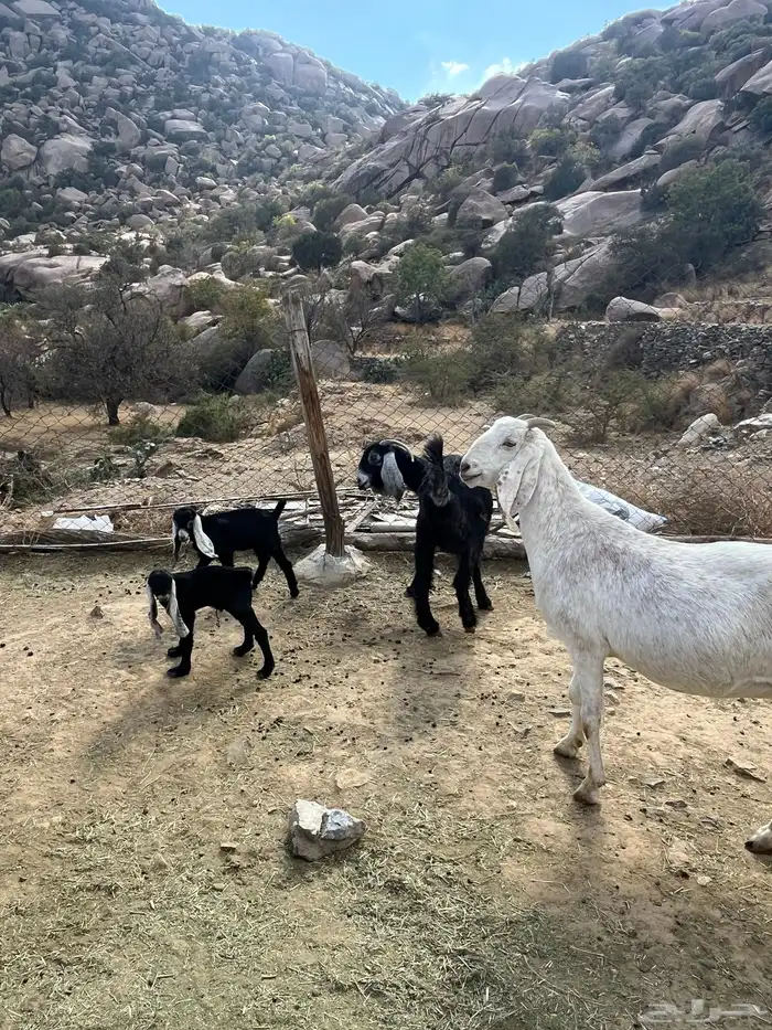 معزاء للبيع 3