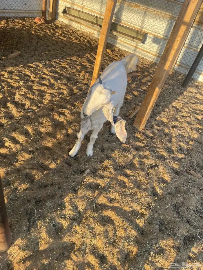 جفرة فل الفل 4 شهور ونص للخمسه تم البيع 1