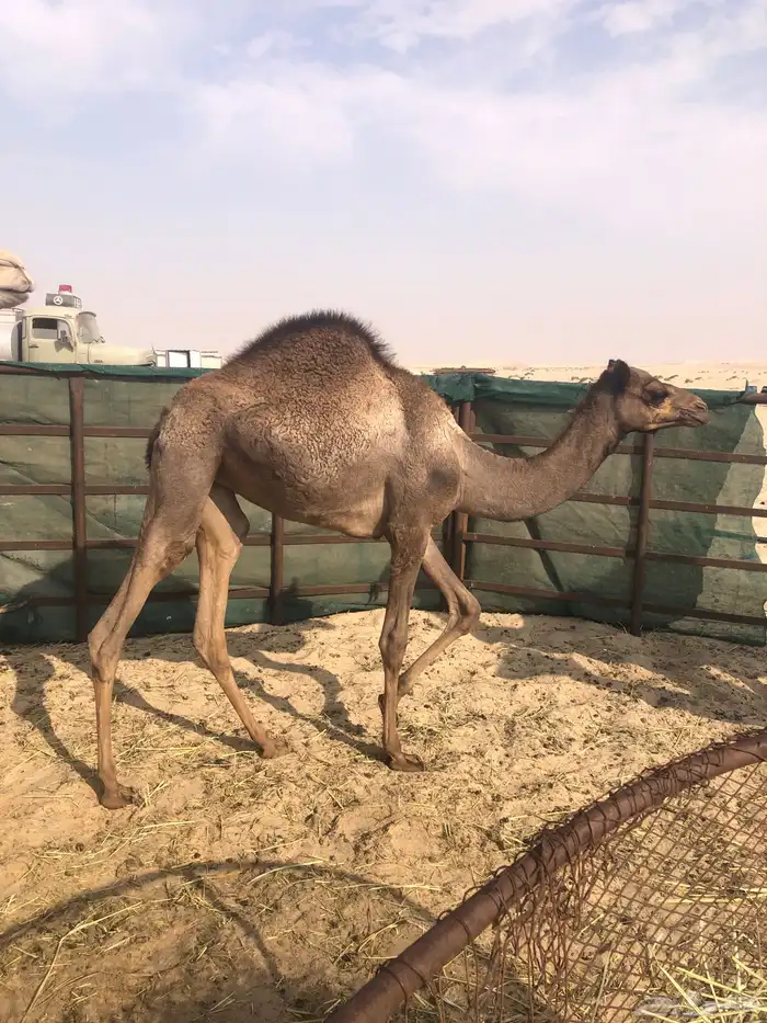 للبيع بكرتين وقعود 0