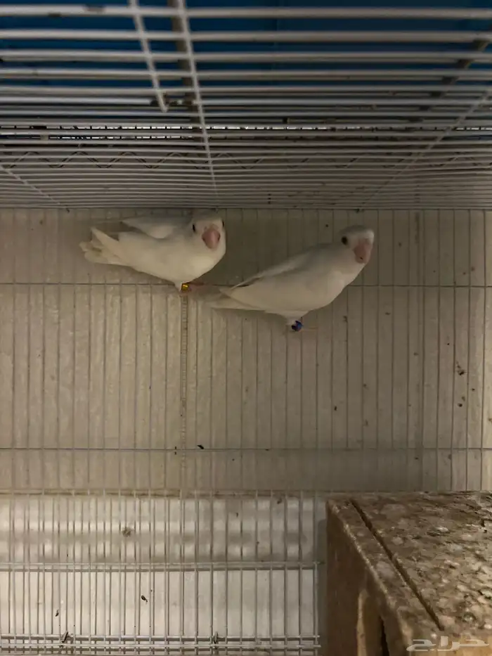 جوز روز البيض البينو عيون عمر. وجوز روز 1