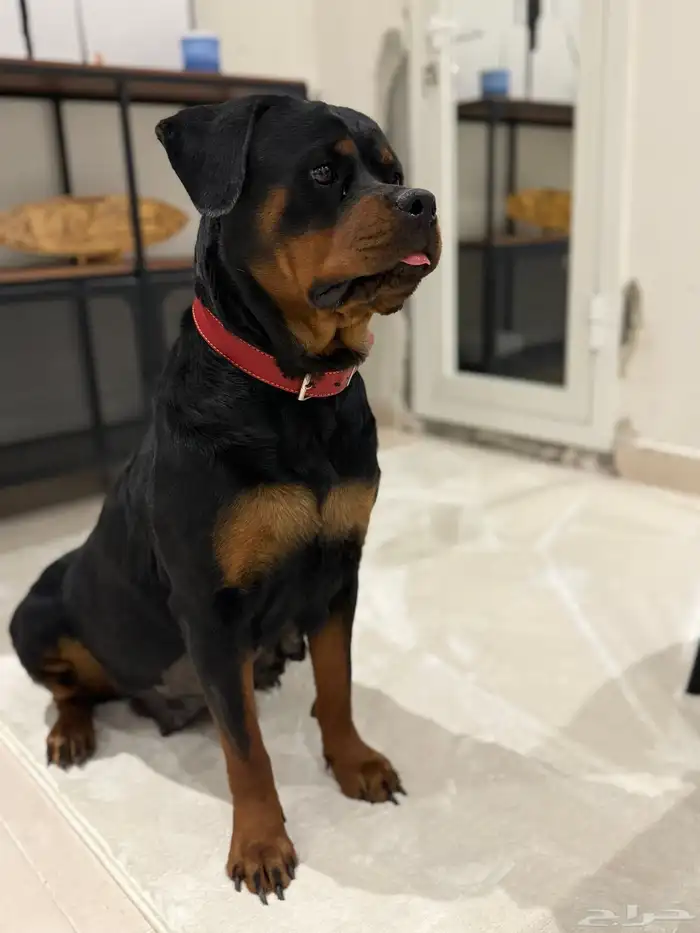 كلبة روت وايلر نثية شرط منتجة 4