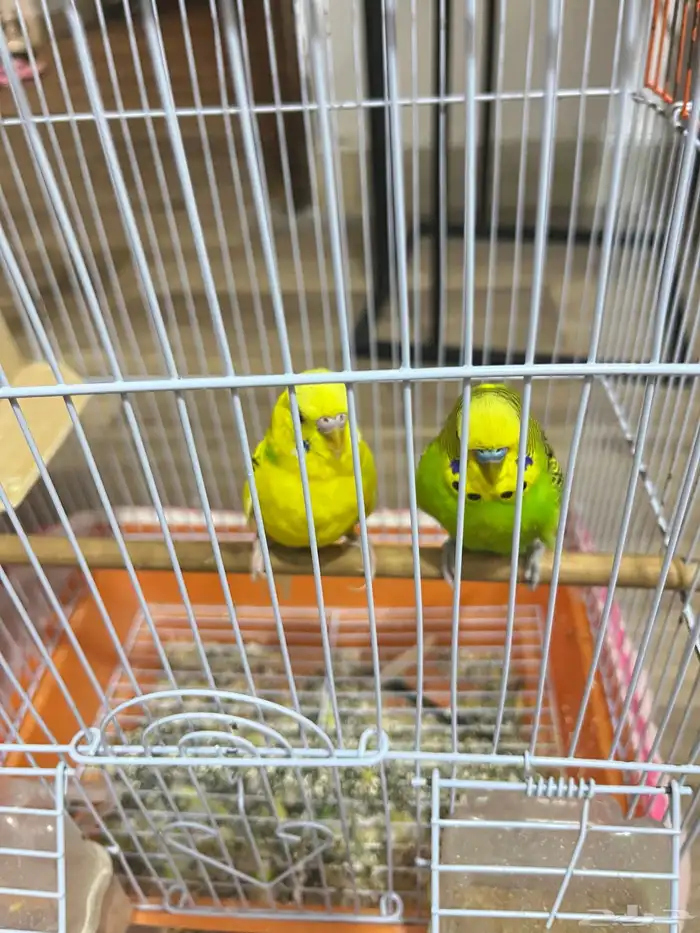 طيور حب بادجي 2