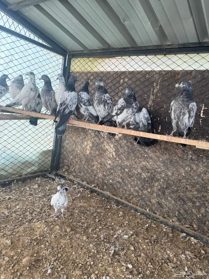 حمام بكستاني(تم البيع ) 4