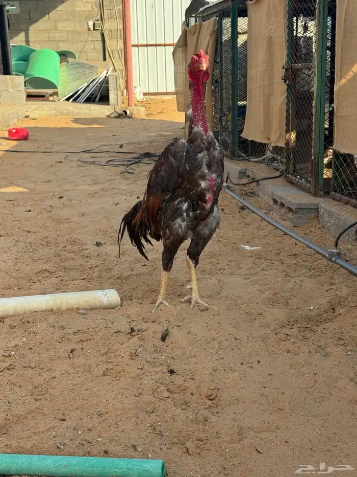 طقمين شامو ياباني 3