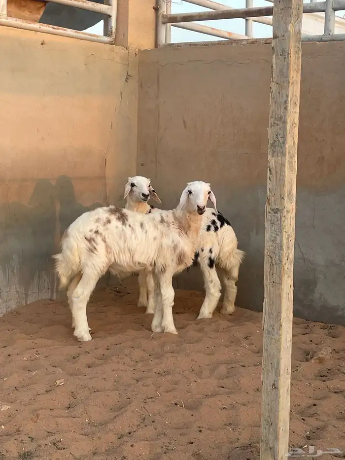 بهم هجين حري من نجدي( تم البيع ) 1