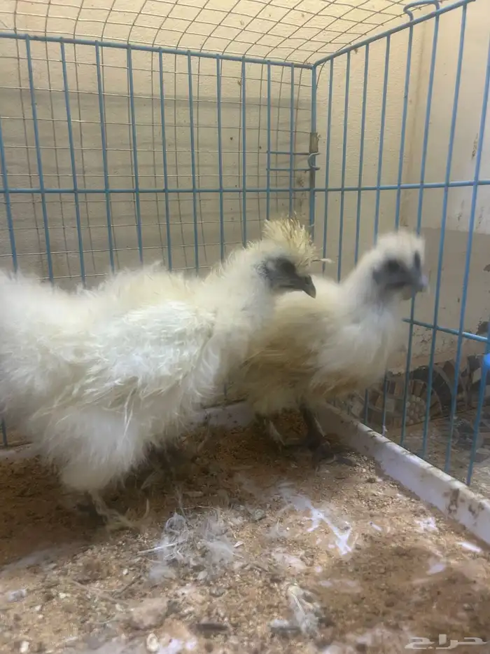 ديك ودجاجه قطني 0