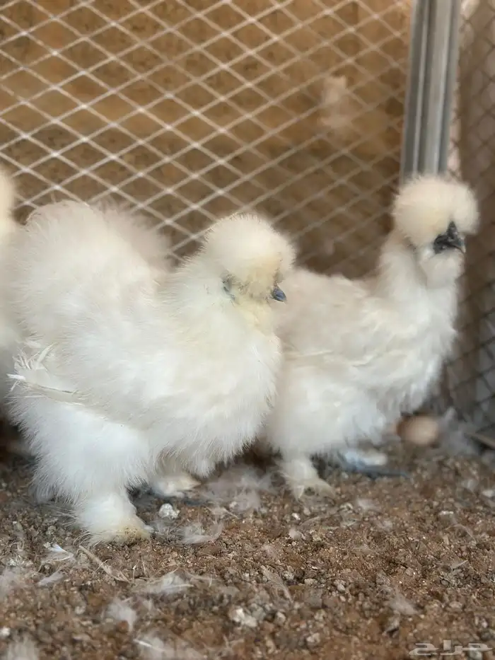 للبيع دجاج قطني امريكي بادي يبيض 3