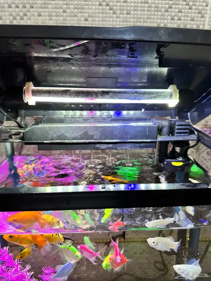 حوض سمك زينة للبيع كامل مع السمك استخدام شهر 1