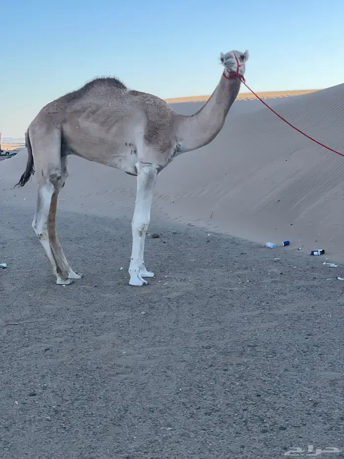 للبيع قعود شكل وسلاله وسبق 1