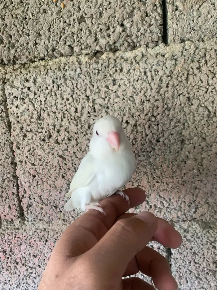 روز البينو اليف 1