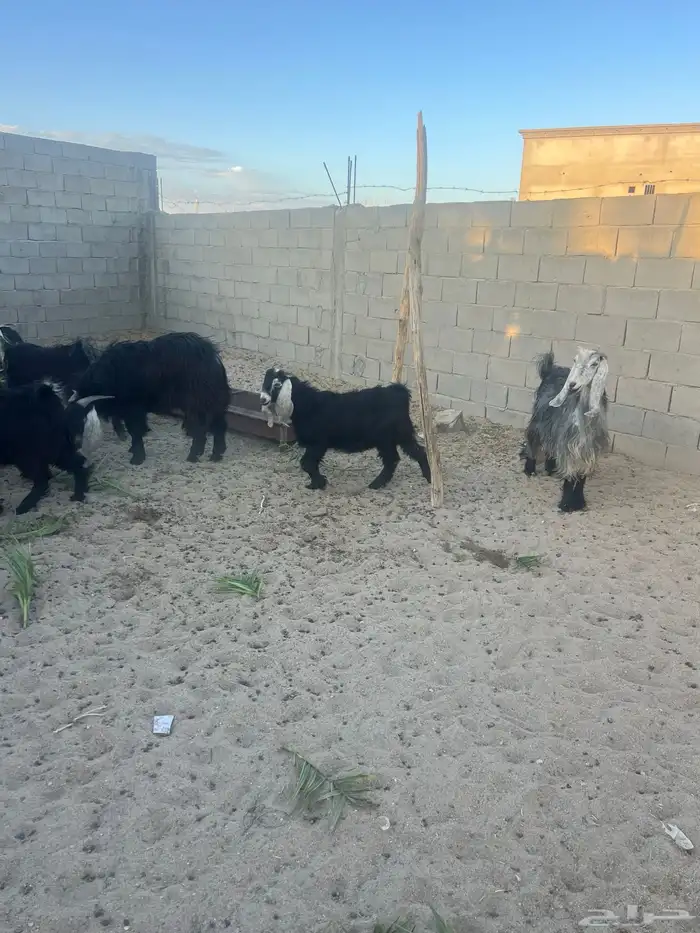 تيس للبيع ( الموقع النقيع) 1