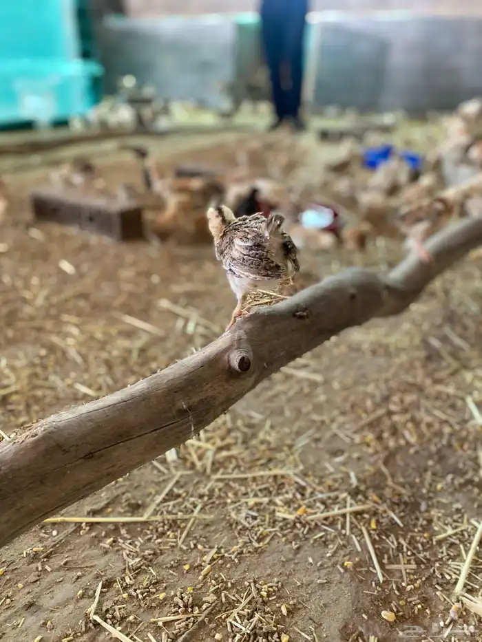 صيصان بلدي 2