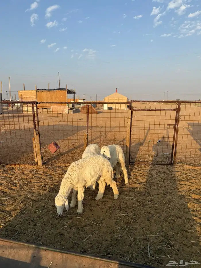 خروفين ورخل طيبات ونظاف 3