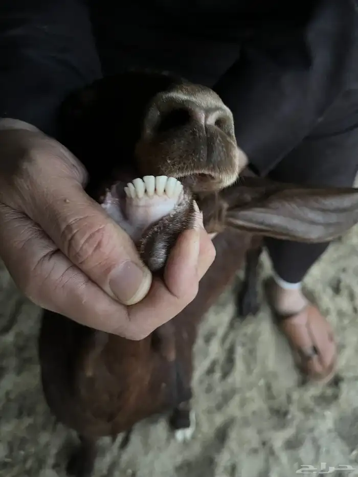 تيس كفو جذع 0