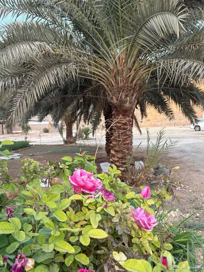 مخيم في مزرعة ومجالس فخمه 3