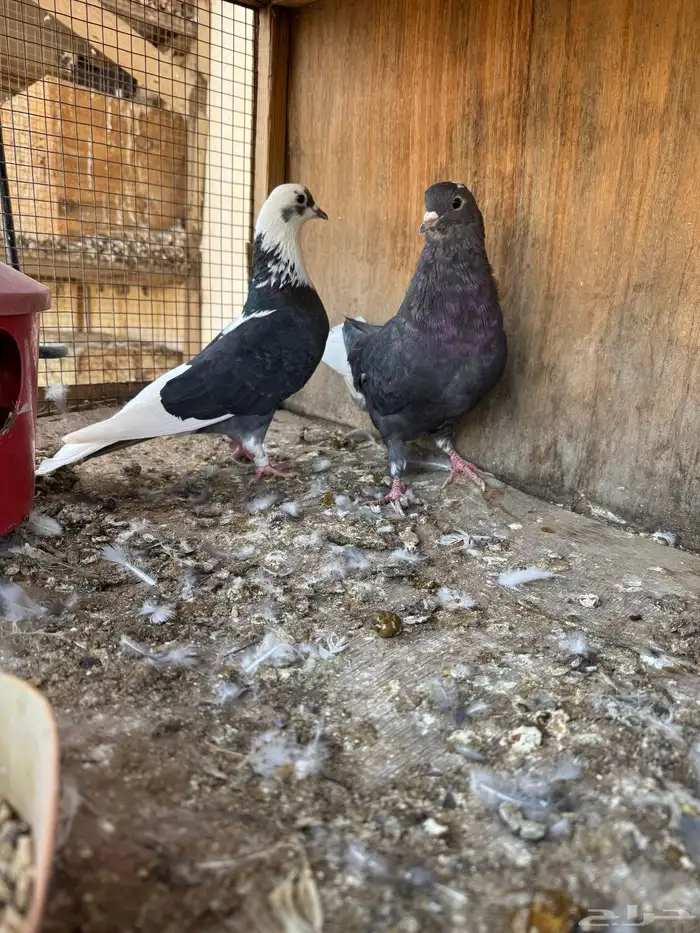 حمام قلابي قطيفي 5