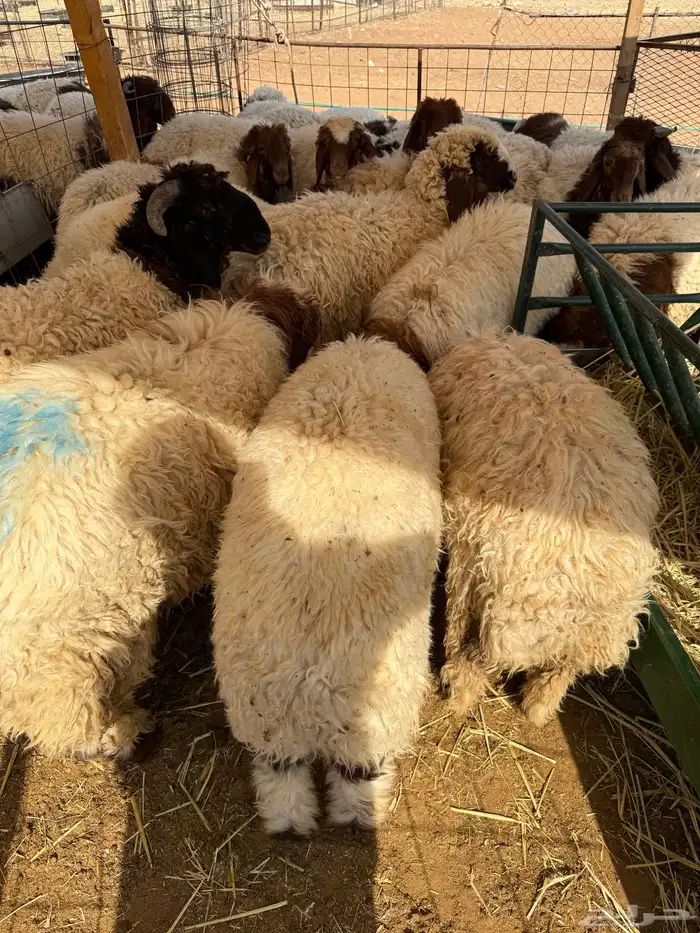 نعيم جبر بلدي للمناسبات تقييم 110 ومتوفر تمارا 2