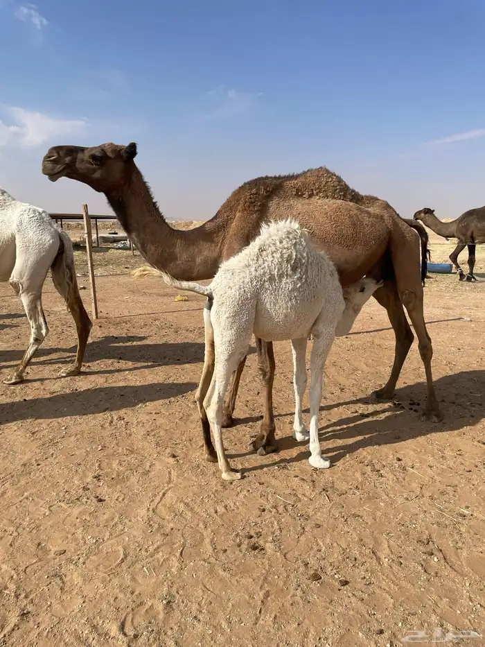 ابل للبيع عشاير البيع بدون عيالها 5