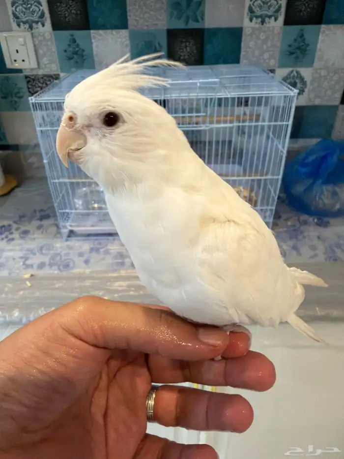 كروان البينو اليف ولون مميز 2