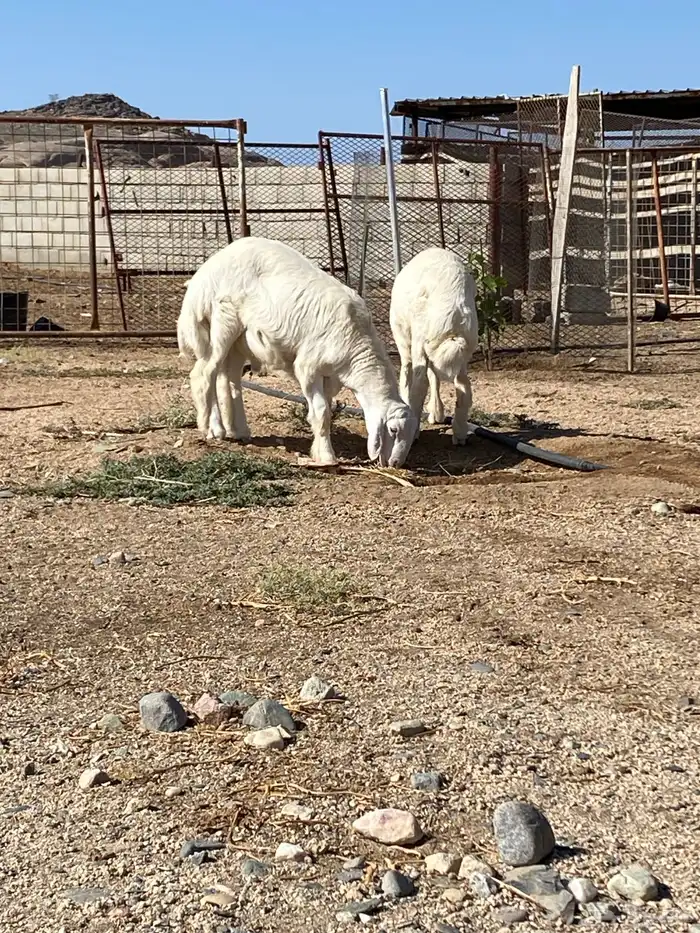 للبيع بهم العدد 14 نضيفه وسليمه 9 طليان و 4 رخال سمينه وشحم 3