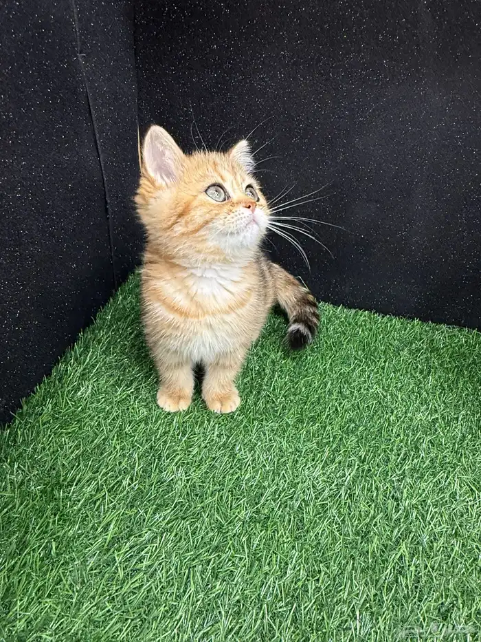 بيع كتن سكوتش فولد ستريت صور الام والاب موجودة 1