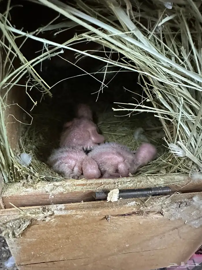 ازواج روز البينو بالانتاج 5