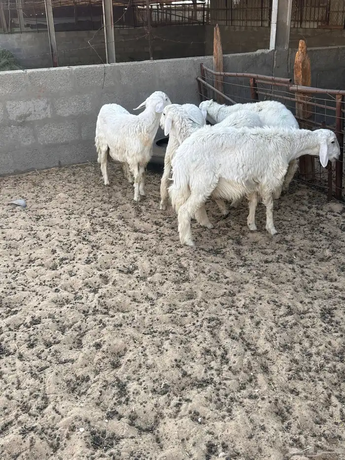 هرافى خرفان حري 11