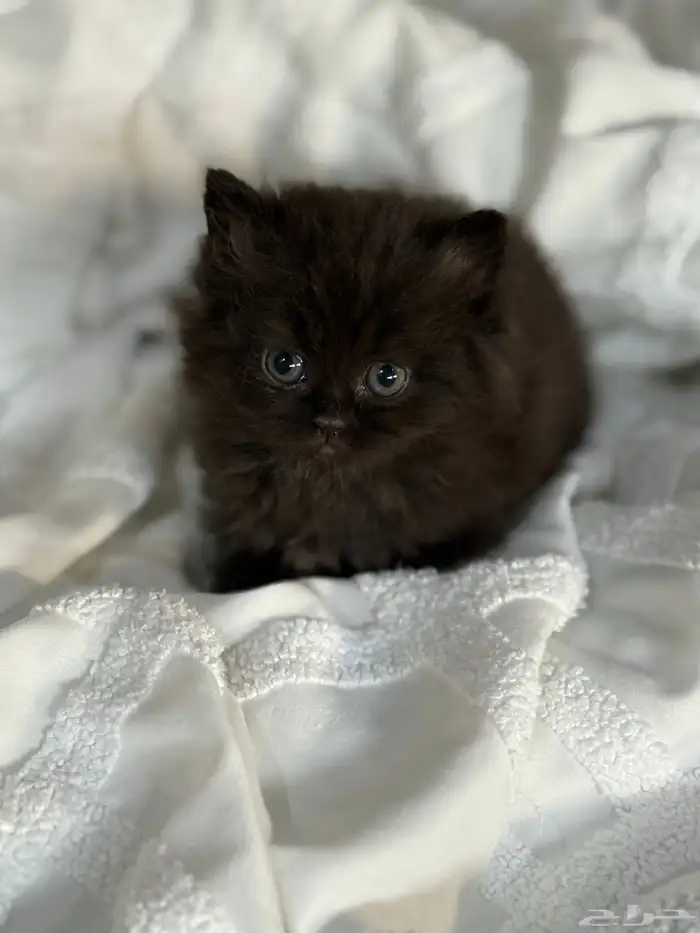 قطة شيرازي بيور للبيع 1