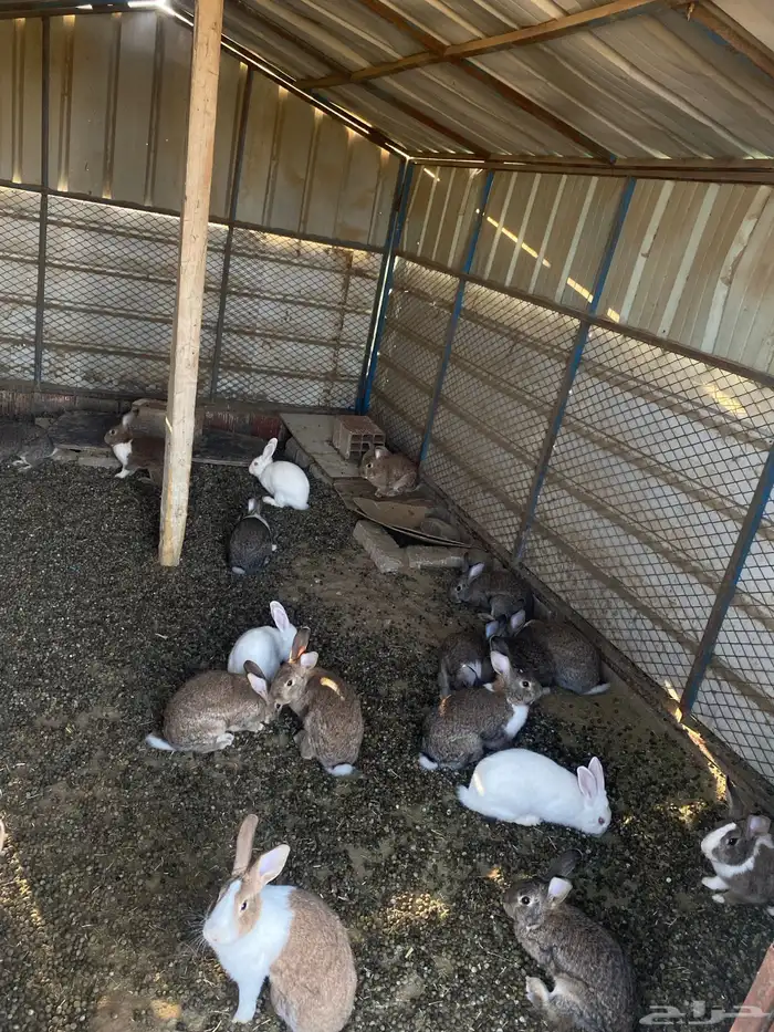 ارانب للبيع 2