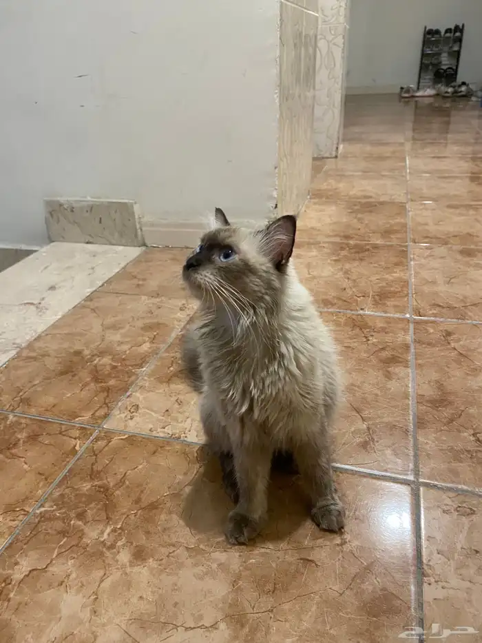 بسه همالايا 2