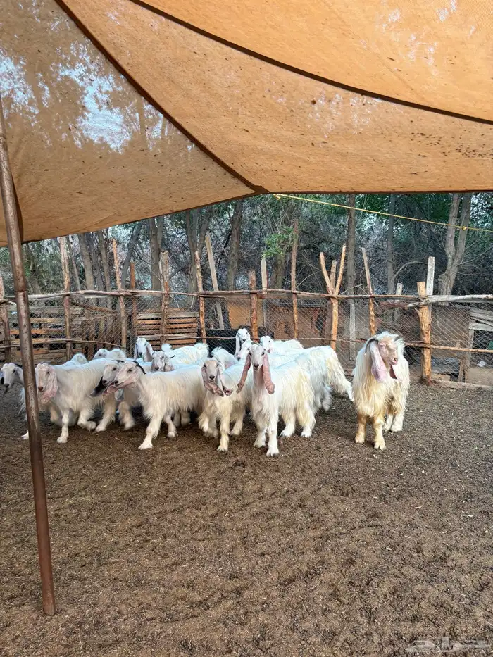 معزا عوارض بيض صنف 2