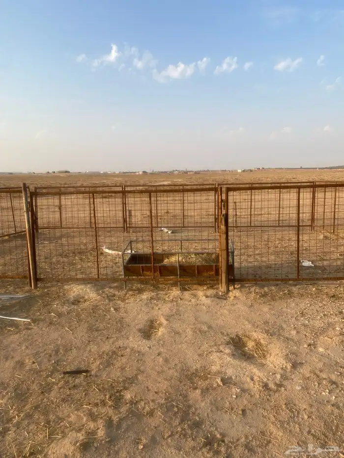 درف الإبل للبيع 1