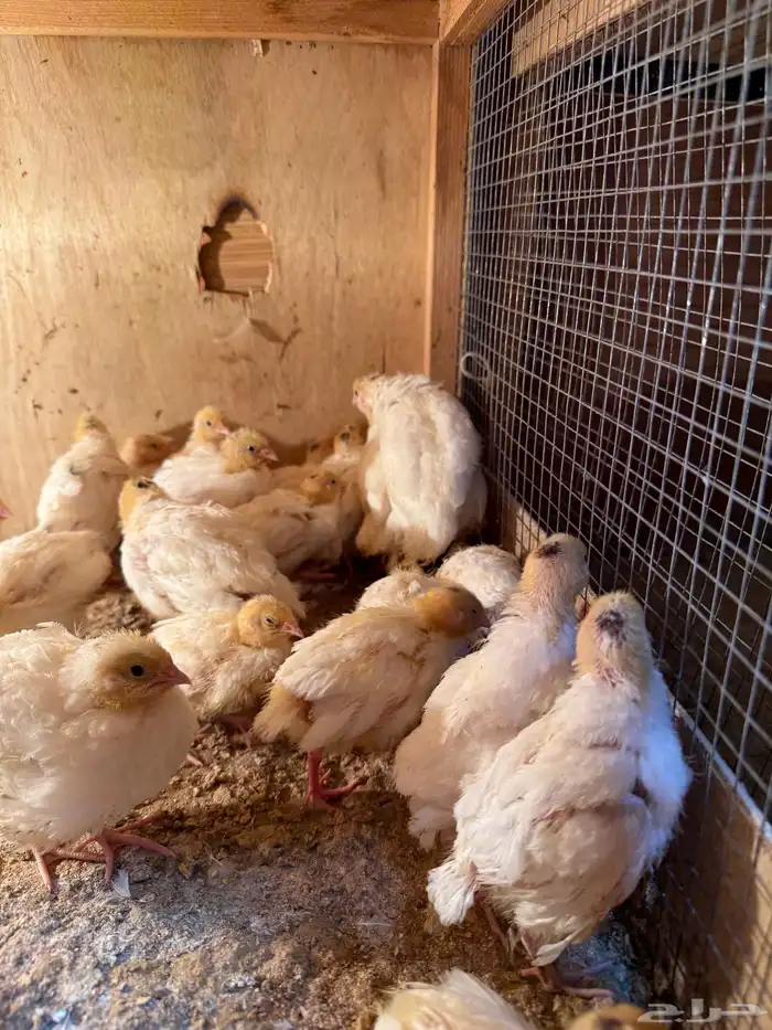 للبيع فري سمان تكساس الامريكي 0