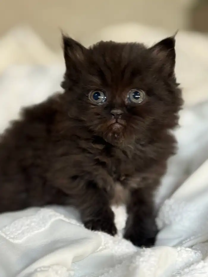 قطة شيرازي بيور للبيع 0