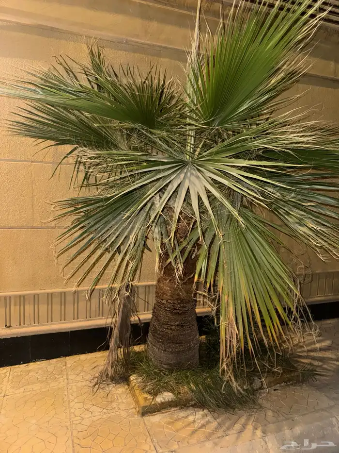 نخل واشنطني نخلات 6 1