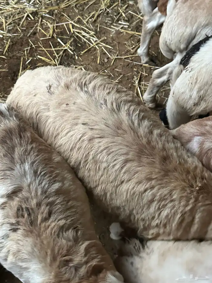 رفيد جذعان مرابي طب وتخير 90