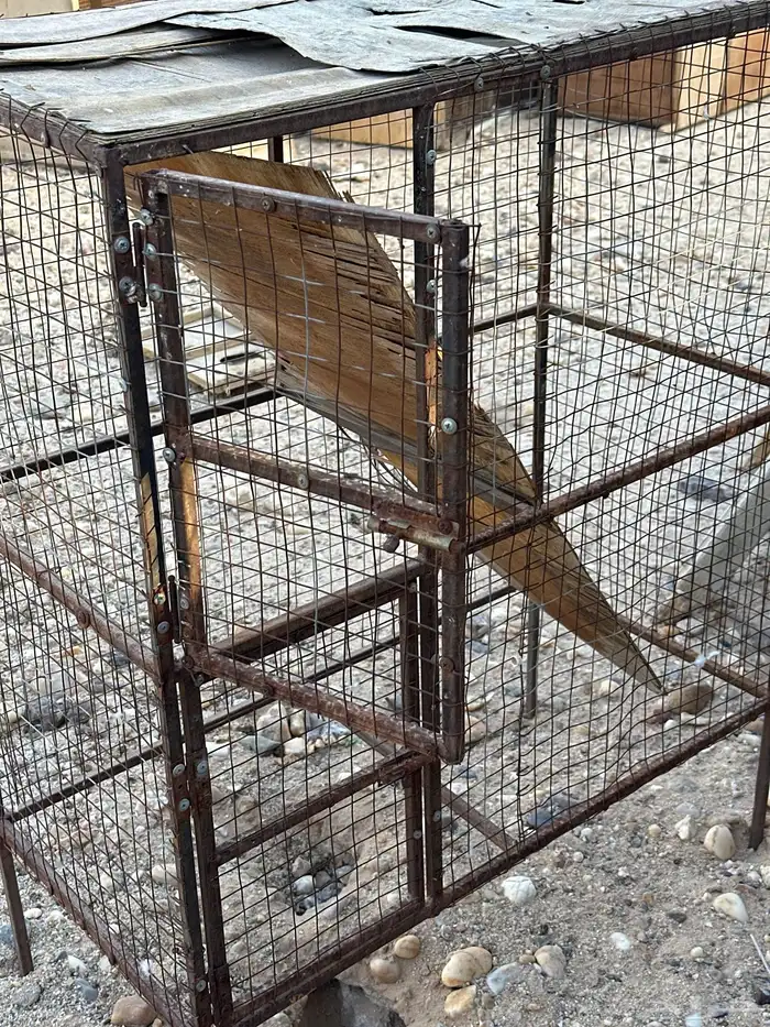 محاكر للبيع 3