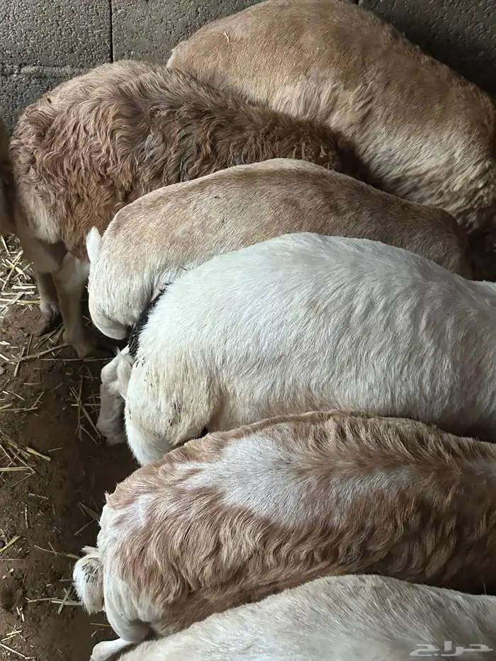 رفيديات جذعان مرآبي 11