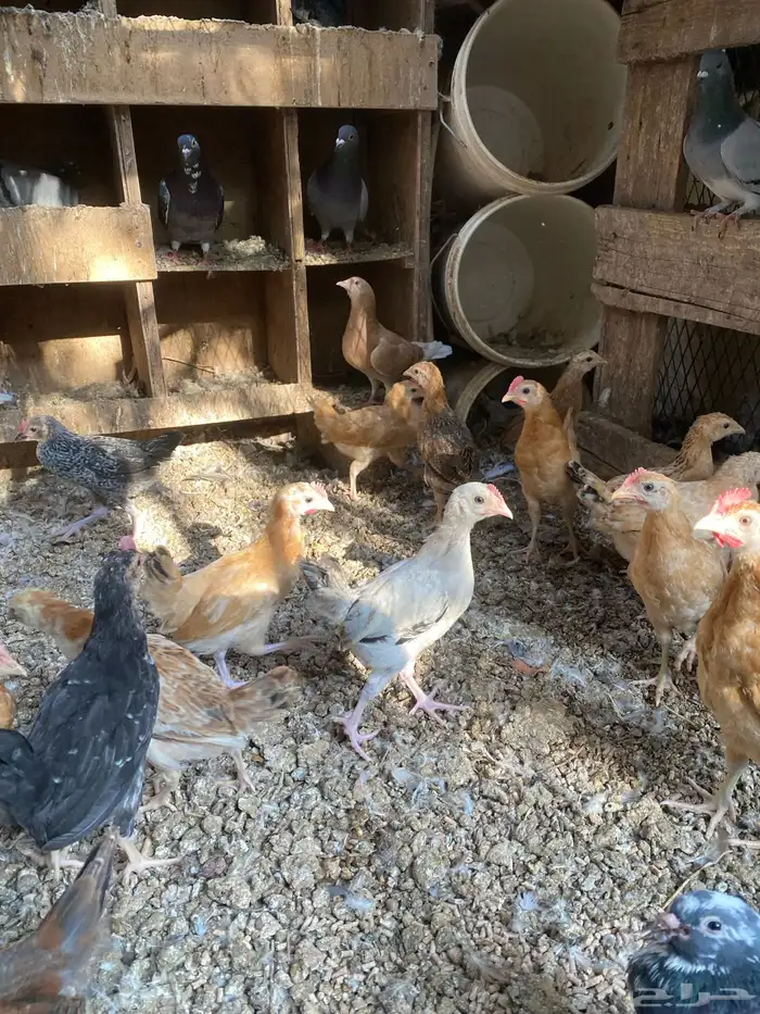 صوص دجاج بلدي 3