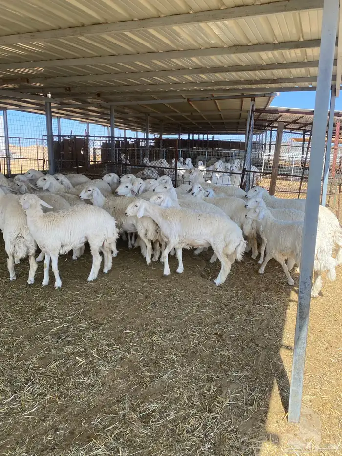 ( رخال جذعات دفيع مشروطة ) 8