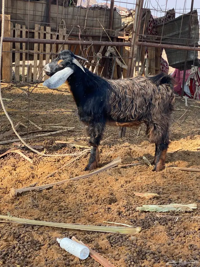 6. تيوس ذبايح كبار وصغار طيبه ونظيفه ( تفريد. وجمله ) 2