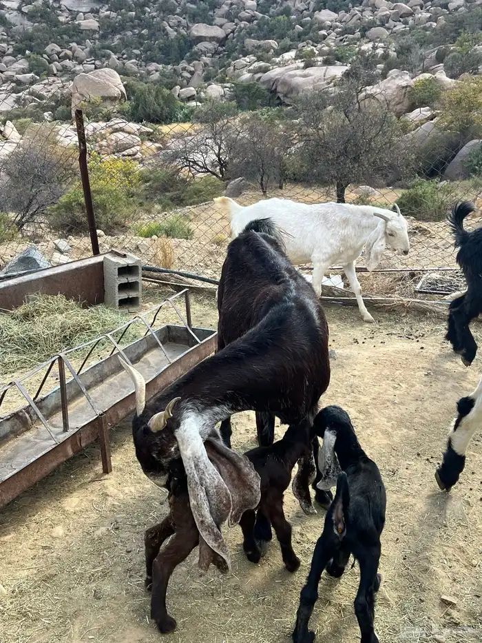 معزاء للبيع 2