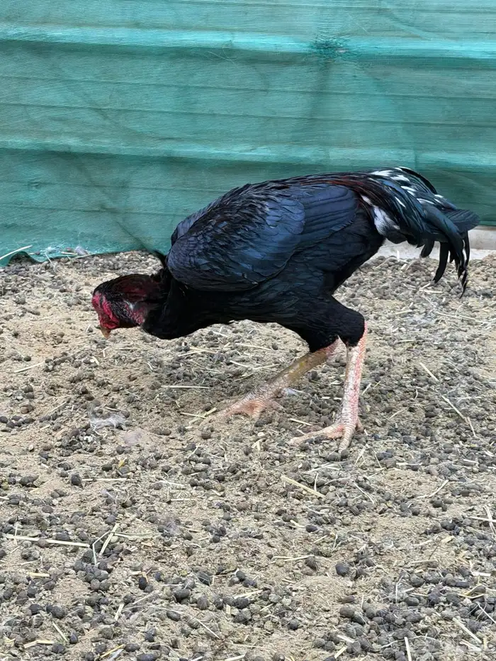 دجاج باكستاني سندي بيور 1