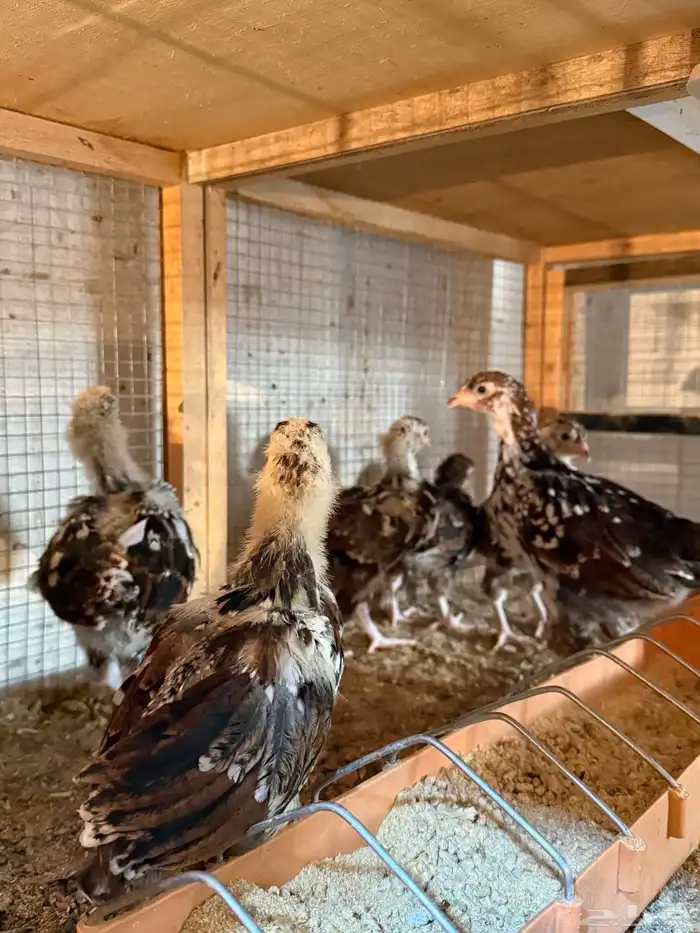 للبيع صوص دجاج سوساكس انجليزي 5