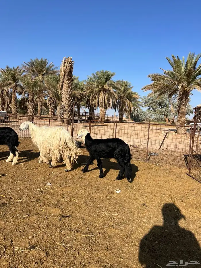 نجد مواليد 4