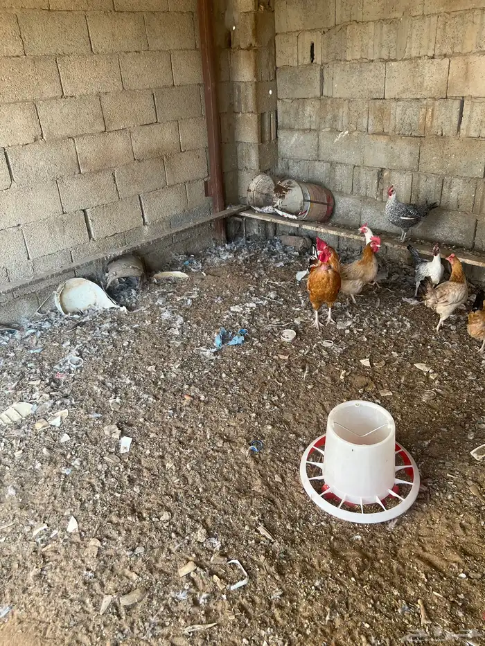 بيع ديكين وثلاث دجاج 3